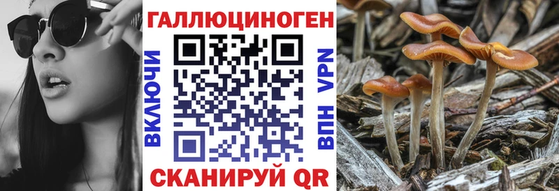 Псилоцибиновые грибы Psilocybe  Южа 